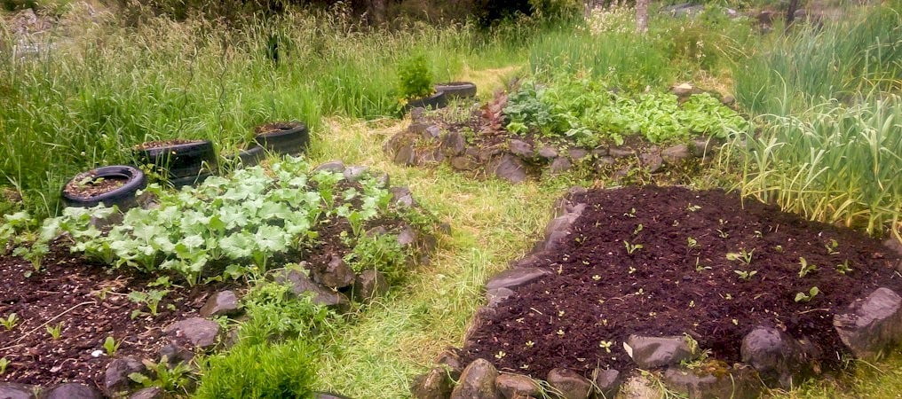 How Do We Grow the Ingredients For Those Fresh Salads?