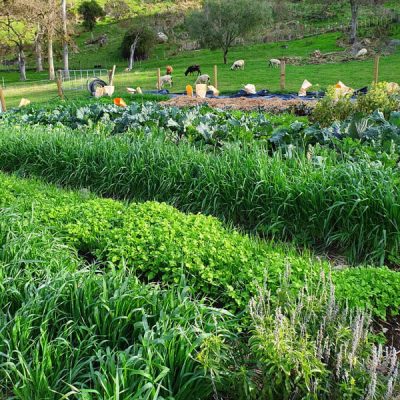 the river valley vegetable garden in winter