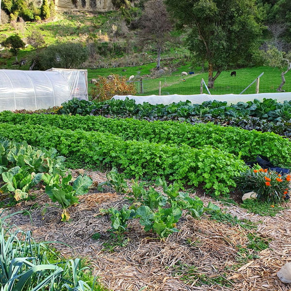 the river valley vegetable garden in winter