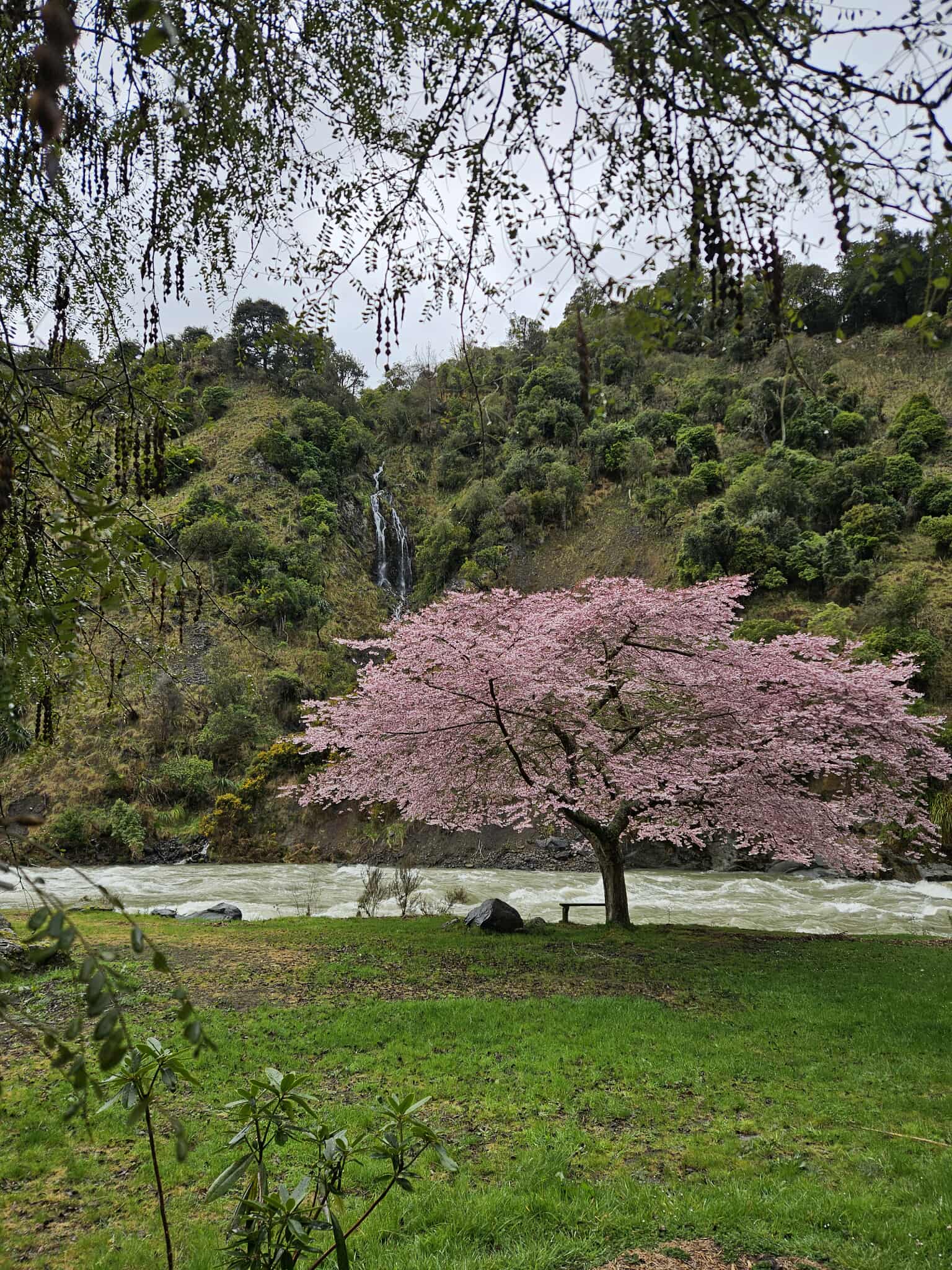 Blossom tree at River Valley Lodge